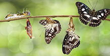 Emerging Leaders: An alpha hotspot for compound returns