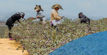 RIAA Toolkit: Human Rights in Global Value Chains