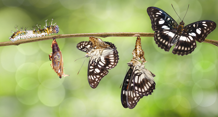 Emerging Leaders: An alpha hotspot for compound returns